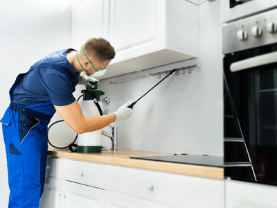 About Falmouth Squirrel Trapping - squirrel trapping experts in Falmouth